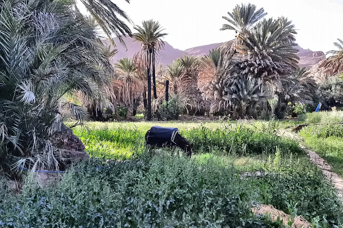 Gli orti coltivati fra le palme della valle del Draa