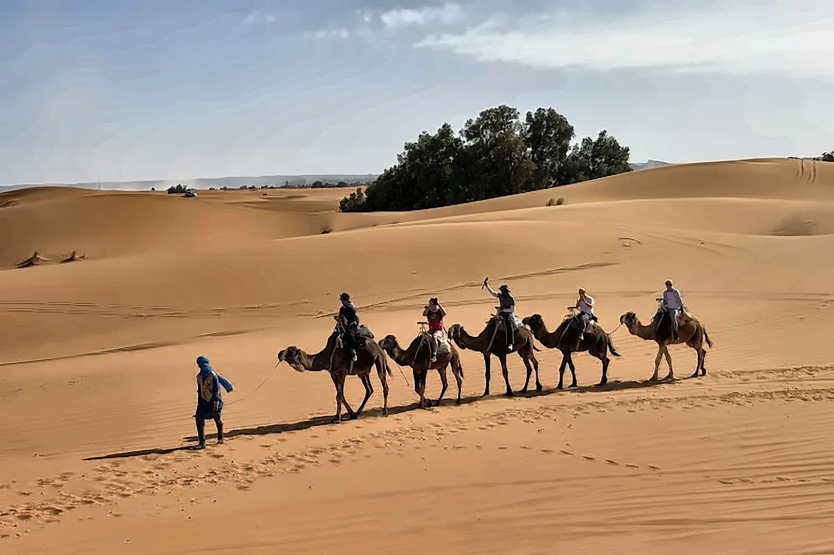 I dromedari passano accanto al gruppo di tamerici fra le dune