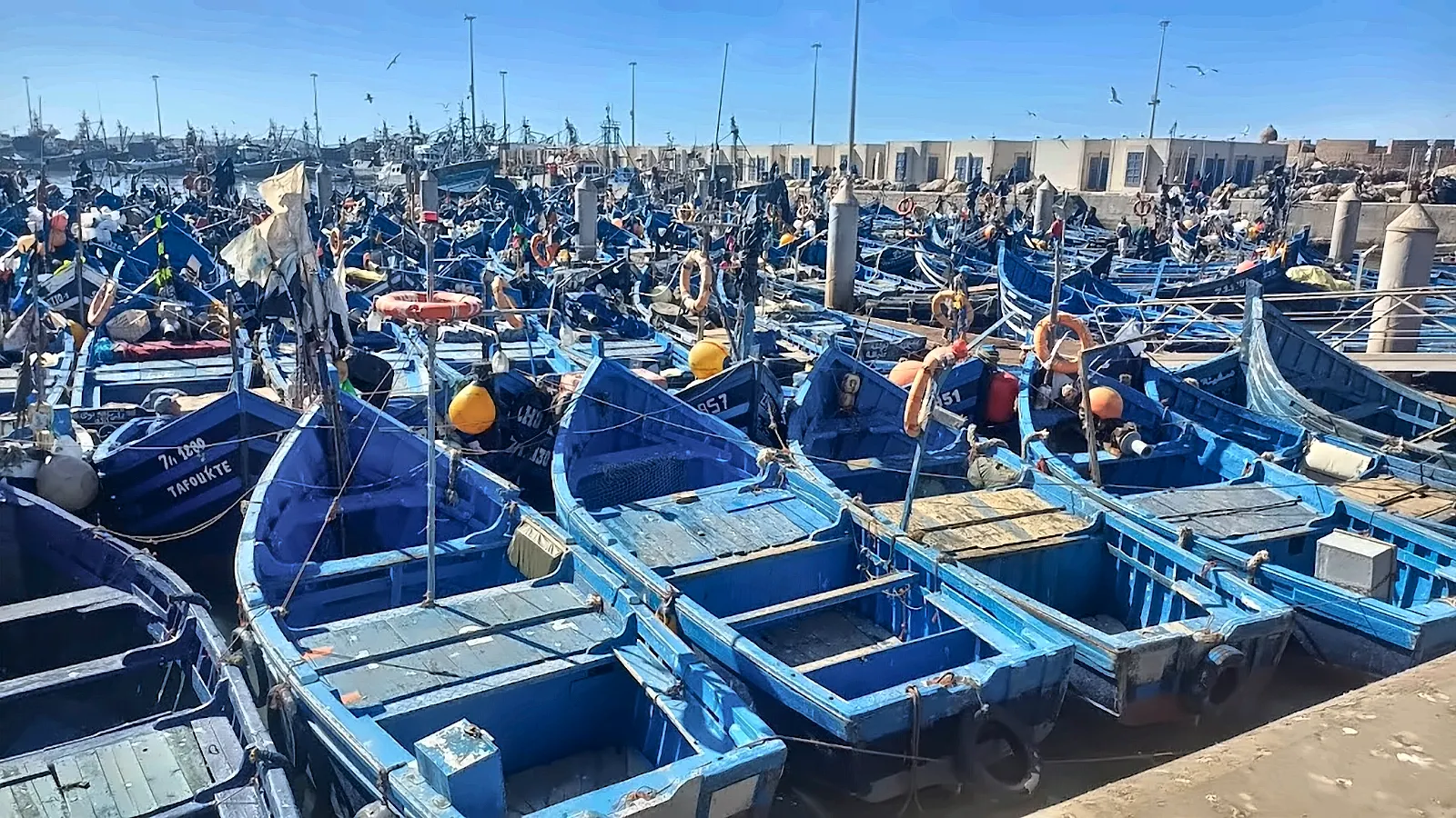 Il porto di Essaouira gremito di barche azzurre