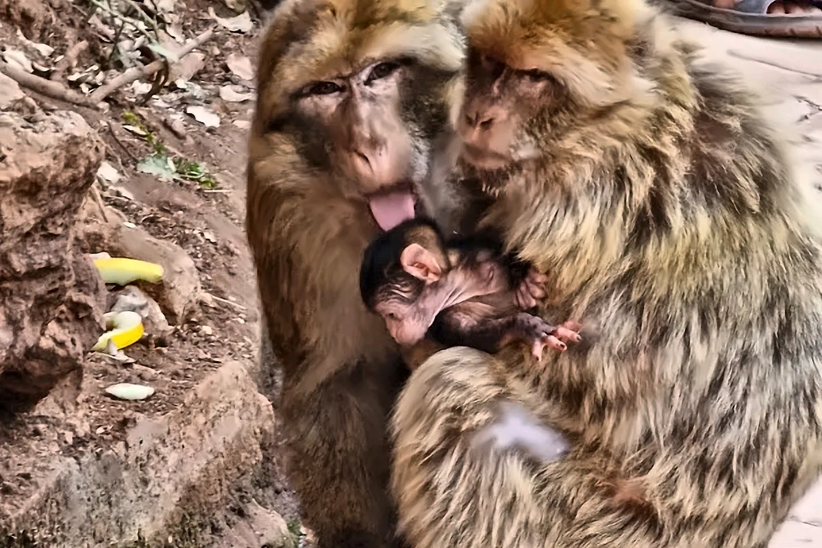 Scimmie di Barberia nella cedraia vicino ad Azrou